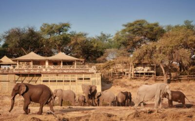 SAVUTE ELEPHANT CAMP